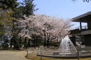 松任城址公園の桜
