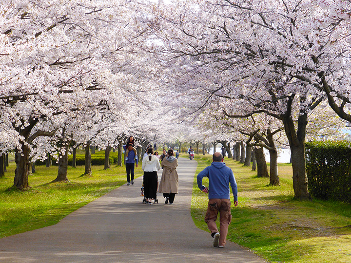 木場潟公園の桜